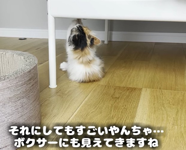 両前足でタグに掴まる子猫（それにしても凄いやんちゃ…）