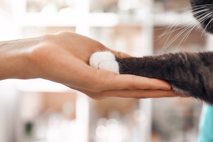 獣医師の手に猫が前足をのせている光景