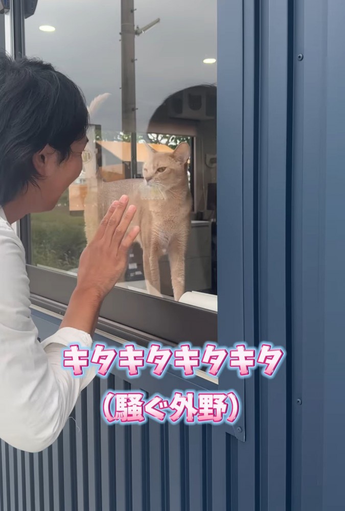 窓際に来た猫