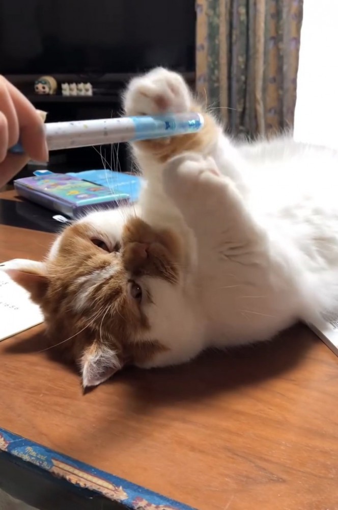 目を開ける猫