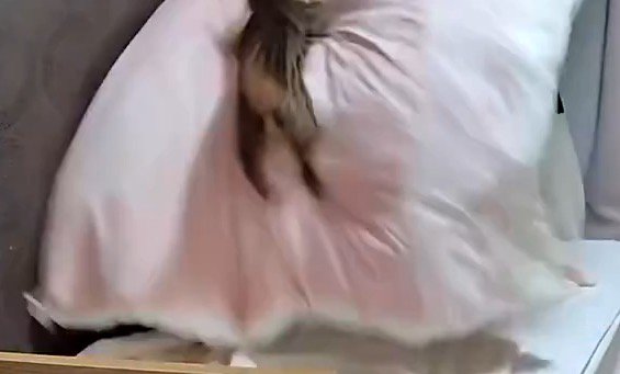 布団に飛びつく猫