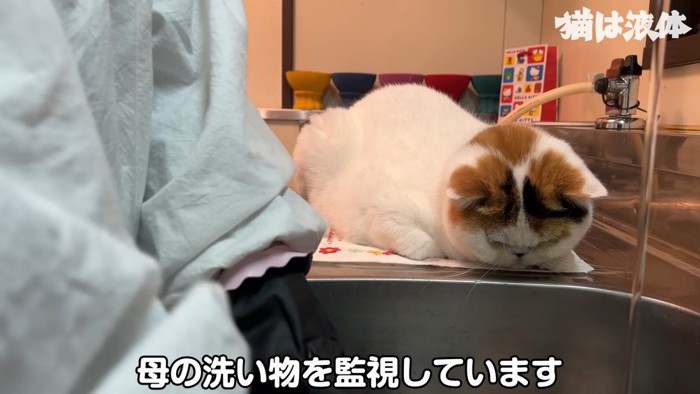 洗い物を見る猫