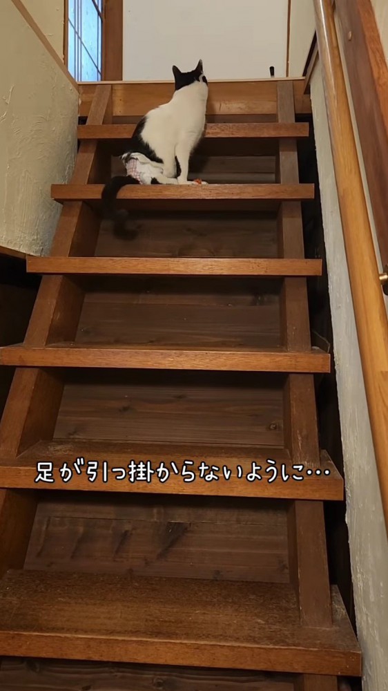 階段に座る猫