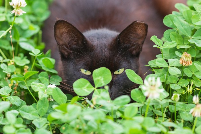 隠れる猫