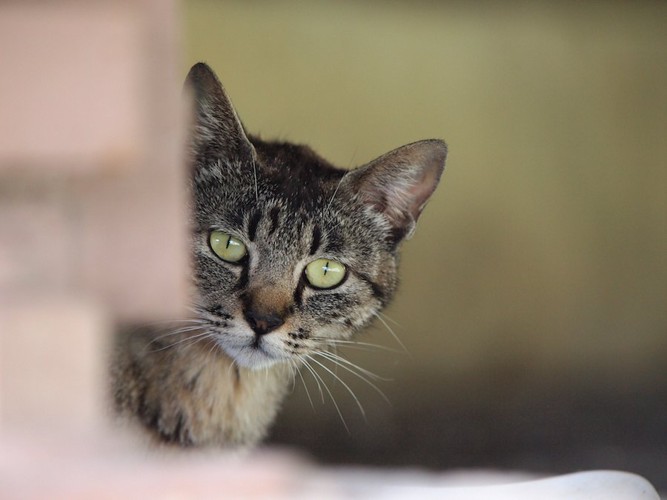 物陰からこちらを覗く猫