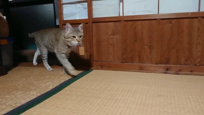 飼い主さんから遠くを歩く猫