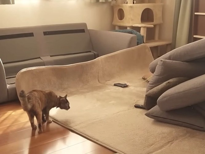 クッションを見つめる猫