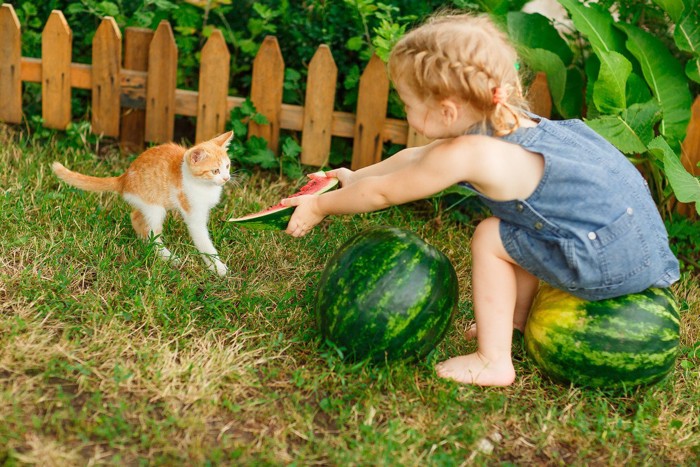 猫にスイカを差し出す女の子