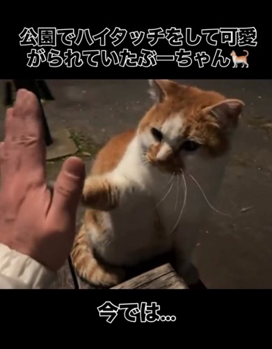 公園でハイタッチする猫