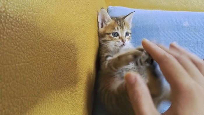 飼い主さんの手に視線はくぎ付け！