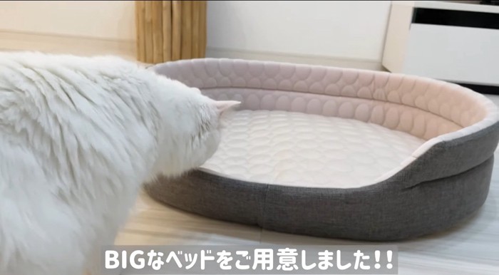 ベッドと猫