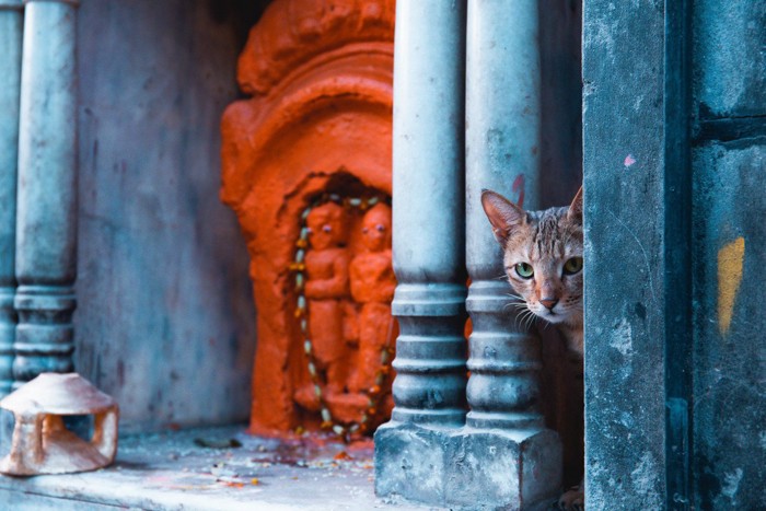インドの猫