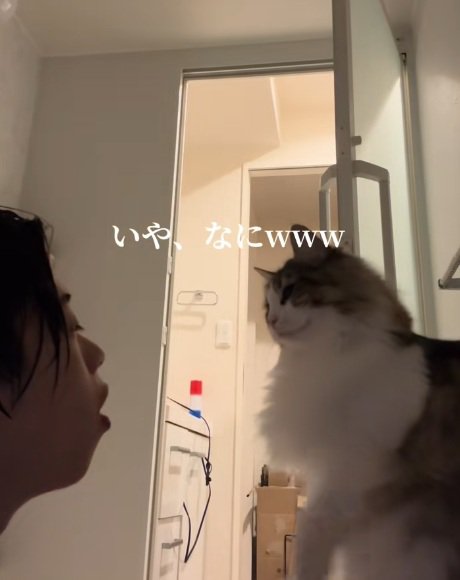 息を吹きかける飼い主と飼い主と向かい合って座っているノルウェージャンフォレストキャット