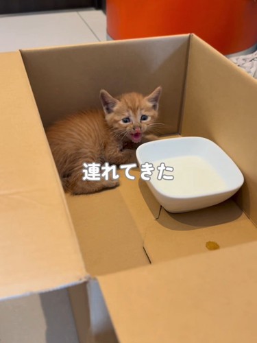 箱の中にいる子猫