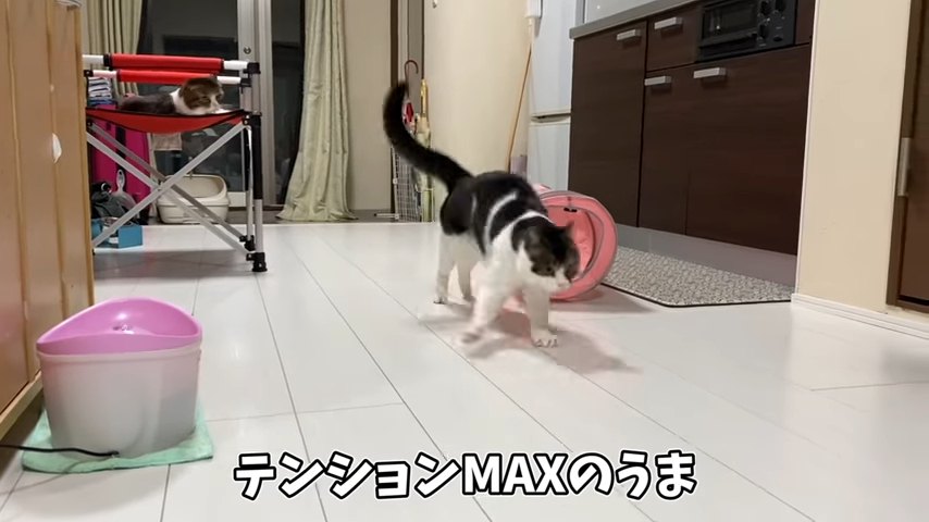 跳ねながら歩く猫