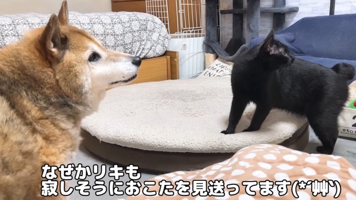 「なぜかリキも寂しそうにおこたを見送ってます」