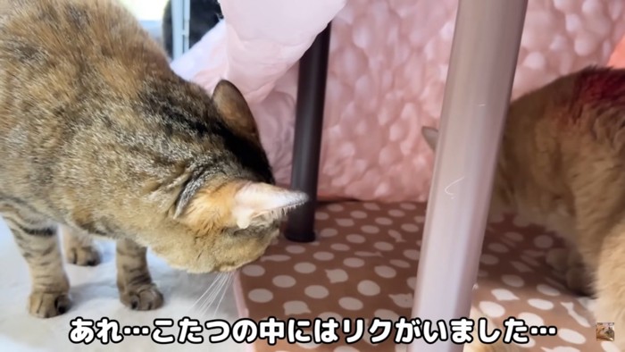 寛ぐ猫