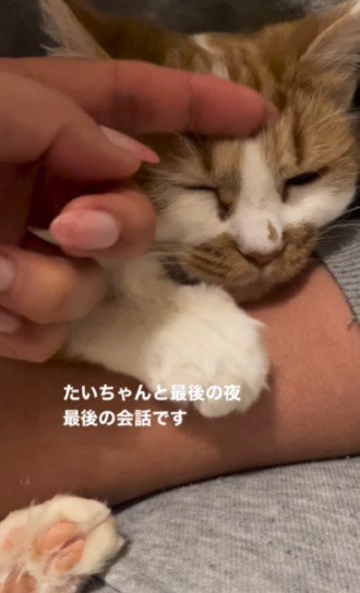 ママからのなでなでタイム