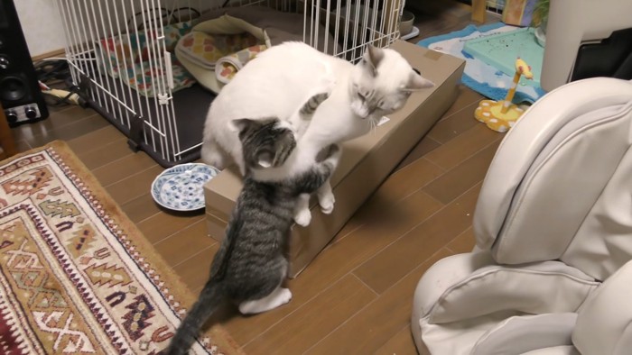 飛びかかる子猫