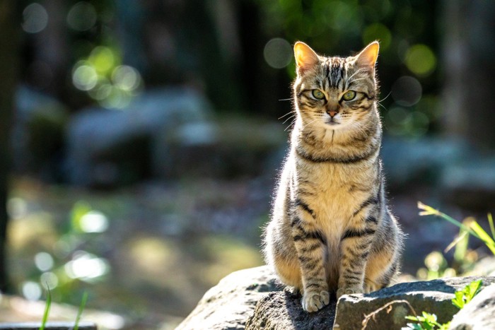 外で暮らす凛々しく座る猫