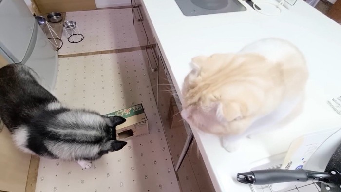 見下ろすじゅんちゃん