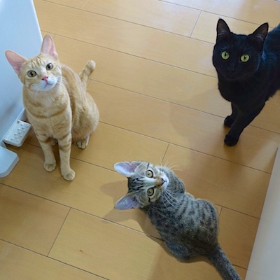 3匹の猫