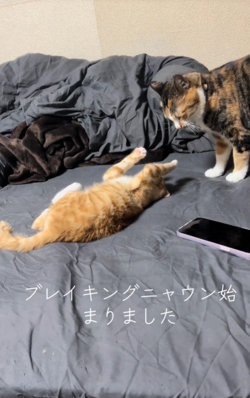 大人の猫にじゃれている子猫