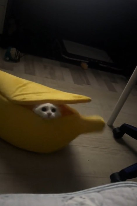 ペット用バナナベッドから顔を出している猫