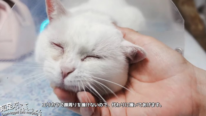 顔をなでられる猫