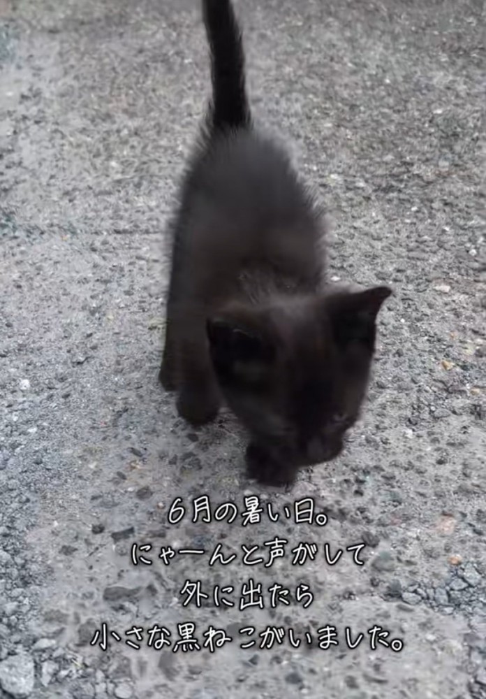 近寄ってくる黒猫