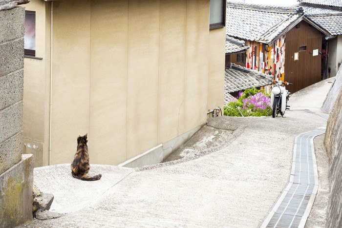 島にいる猫と民家