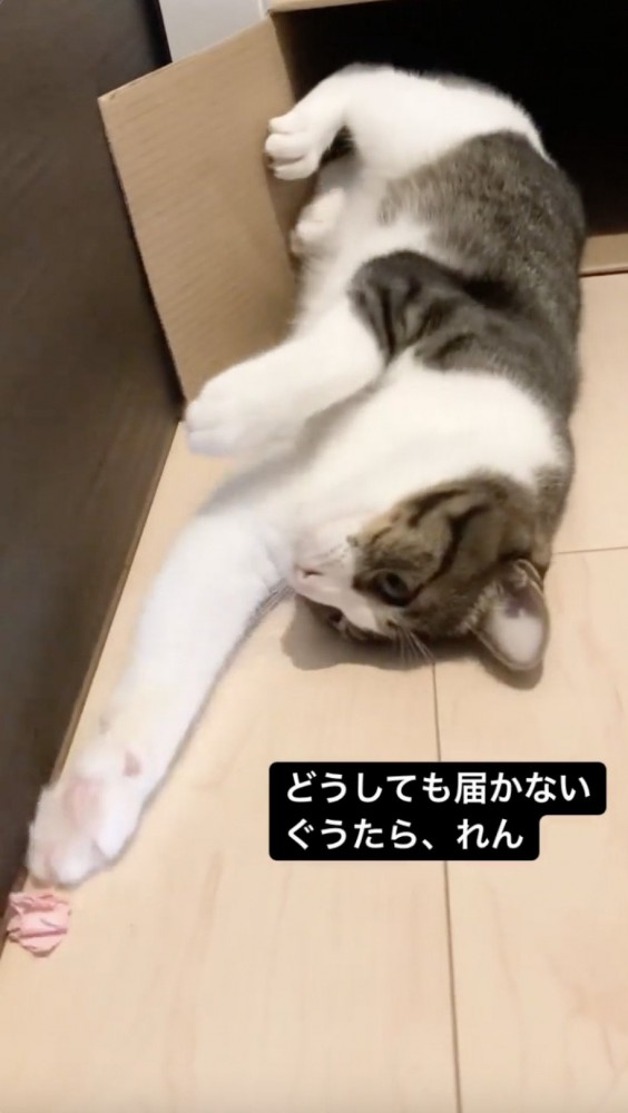 紙が取れそうな猫