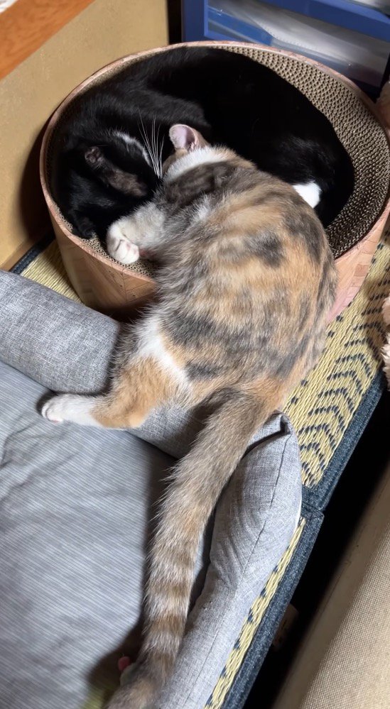 ベッドの中で眠る白黒猫と、ベッドから半分はみ出して眠る三毛猫