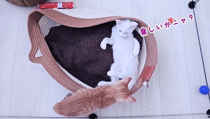 楽しいかニャ？