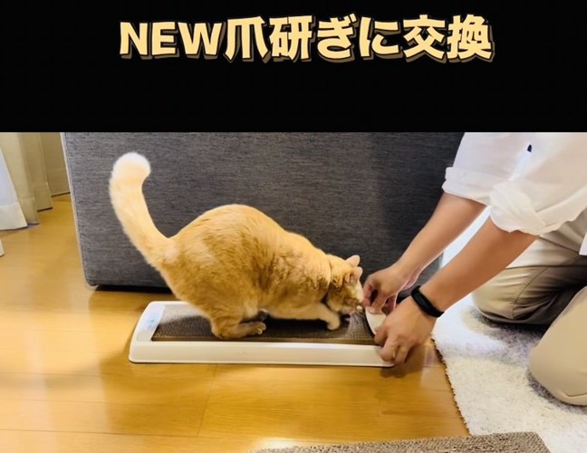 新しい爪研ぎで爪を研ぐ茶トラ猫