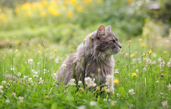 座っている長毛の猫