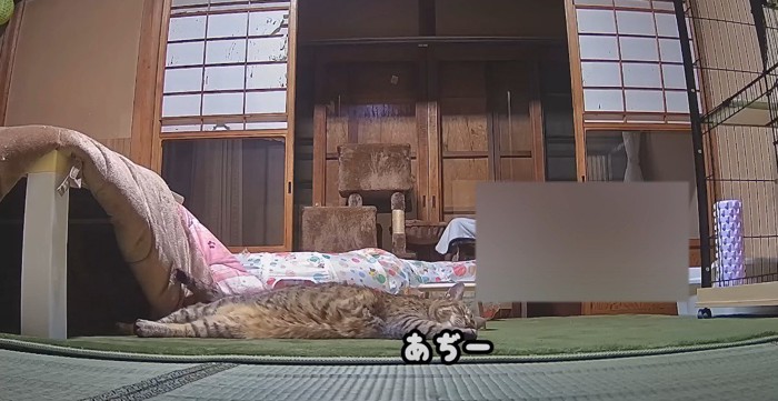 カーペットの上で寝そべる猫