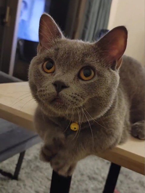 テーブルに乗る猫