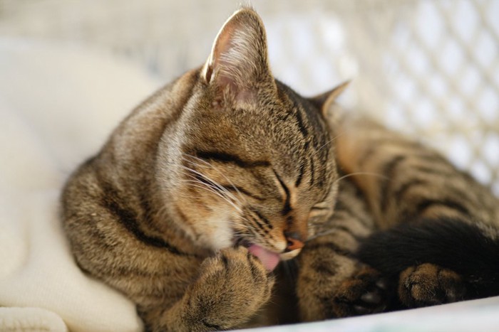 前足の肉球を毛繕いする猫