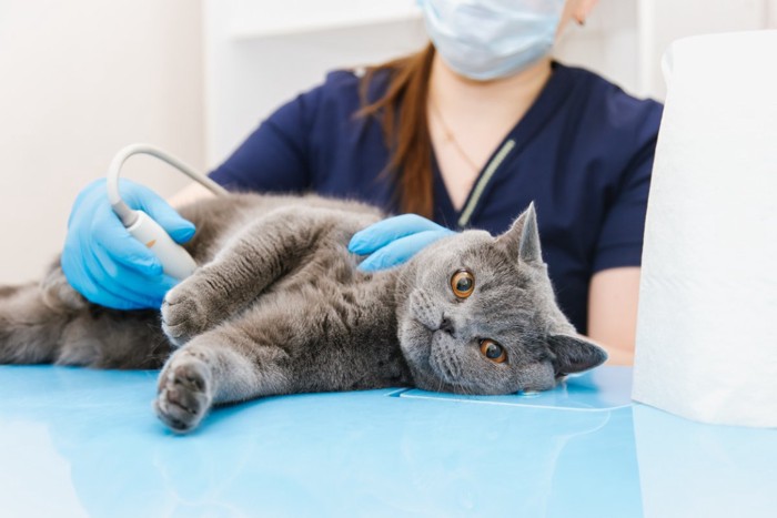 獣医師の診察を受ける猫