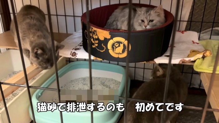 ケージの中にいる3匹の猫