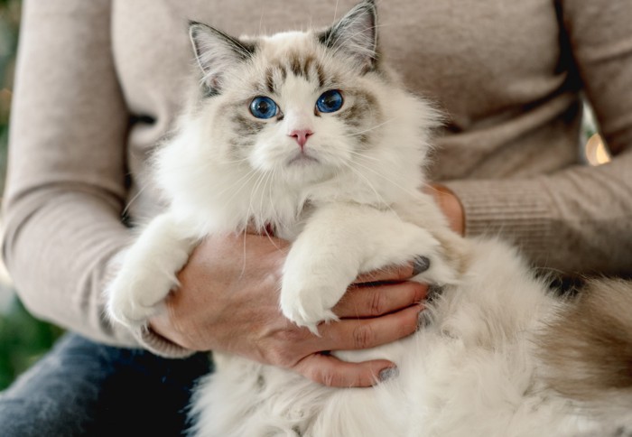 飼い主に抱きかかえられているラグドール