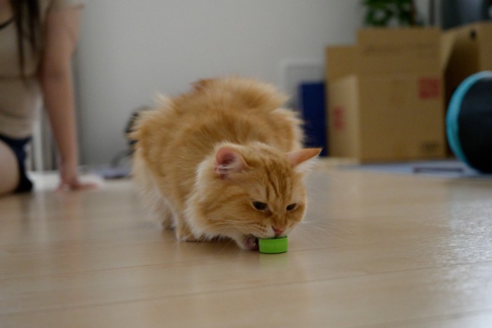 ペットボトルキャップをかじる猫