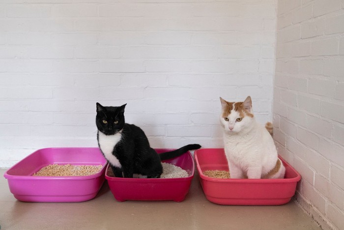 2匹の猫と3つのトイレ