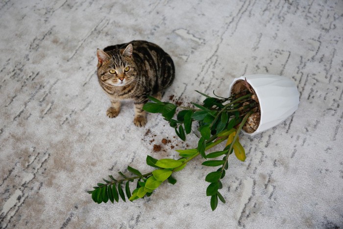 植木鉢を倒す猫