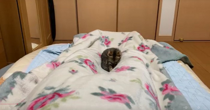 気になる猫