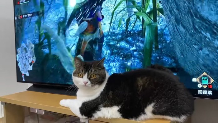 テレビの前に座る猫