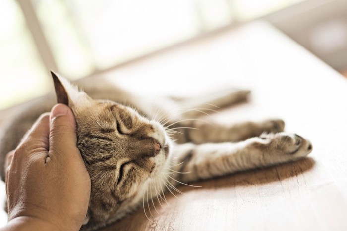 猫の頭を撫でる人