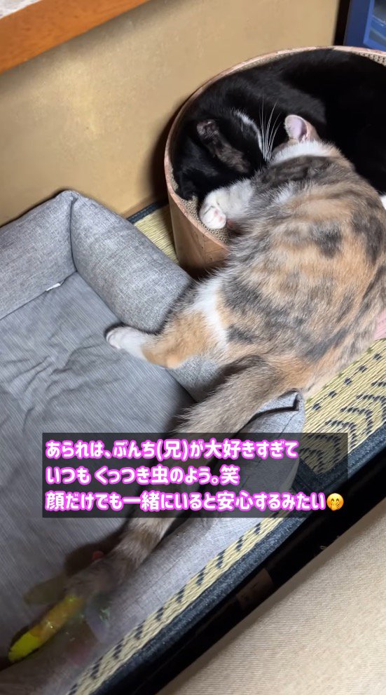 白黒猫に頭を寄せて眠る三毛猫