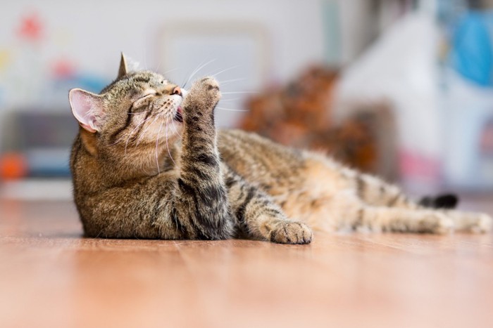 寝転びながら毛づくろいする猫